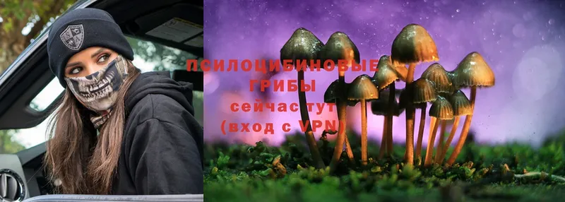 наркота  Курган  Псилоцибиновые грибы Psilocybine cubensis 